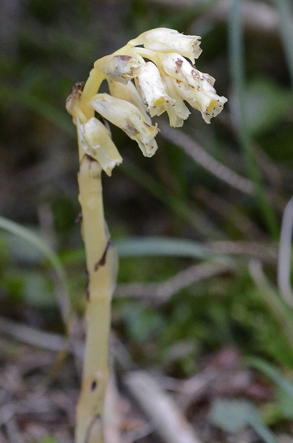 Monotropa cfr.hypopitys